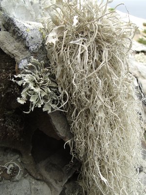 [Ramalina nematodes]